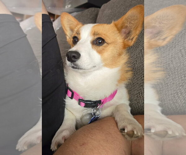 Medium Photo #3 Mutt Puppy For Sale in Denver , CO, USA