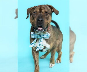 Mastiff-Unknown Mix Dogs for adoption in Fort Lauderdale, FL, USA