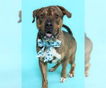Small Mastiff Mix
