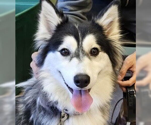 Medium Photo #14 Huskies -Unknown Mix Puppy For Sale in Oakhurst, NJ, USA
