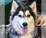 Small #13 Huskies  Mix