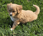 Puppy Lily Cavapoo