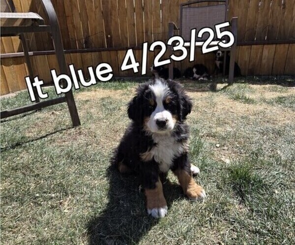 Medium Photo #36 Bernese Mountain Dog Puppy For Sale in SALMON, ID, USA