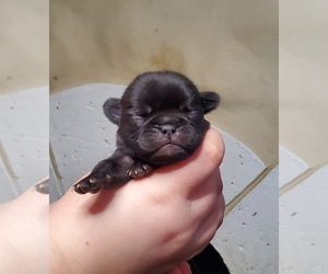 Pug Puppy for sale in BRIDGETOWN, OH, USA