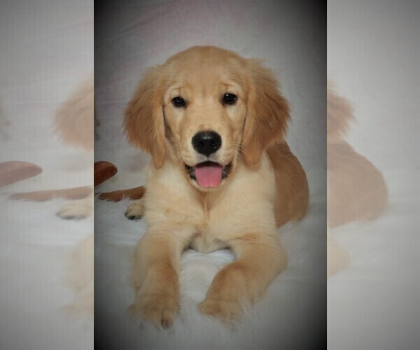 Medium Photo #7 Golden Retriever Puppy For Sale in GREENCASTLE, PA, USA