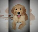 Small Photo #7 Golden Retriever Puppy For Sale in GREENCASTLE, PA, USA