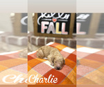 Small #2 Goldendoodle