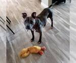 Small #2 American Staffordshire Terrier Mix