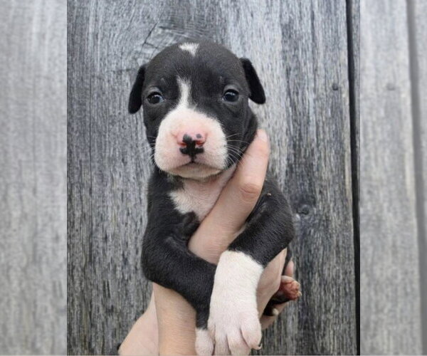 Medium Photo #1 American Pit Bull Terrier-Catahoula Leopard Dog Mix Puppy For Sale in Frankenmuth, MI, USA