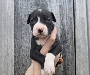 American Pit Bull Terrier-Catahoula Leopard Dog Mix Dogs for adoption in Frankenmuth, MI, USA