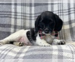Small Photo #13 Poogle Puppy For Sale in LAKELAND, FL, USA
