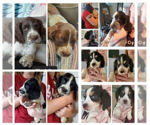English Springer Spaniel Puppy for sale in LUCERNE, CA, USA