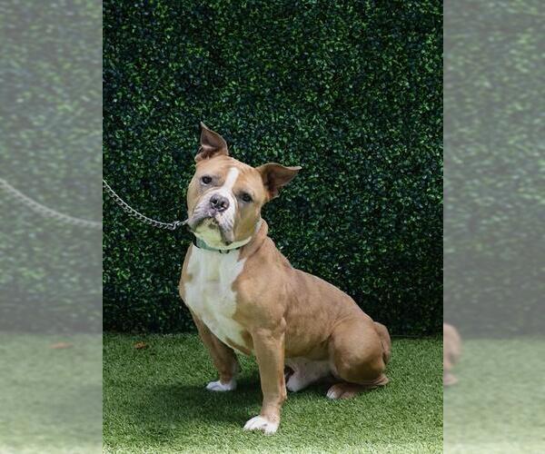 Medium Photo #3 Bulldog-Unknown Mix Puppy For Sale in Naples, FL, USA