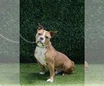 Small #2 Bulldog Mix