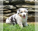 Small #1 Australian Shepherd