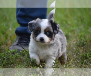 Miniature Australian Shepherd Puppy for sale in PALM COAST, FL, USA