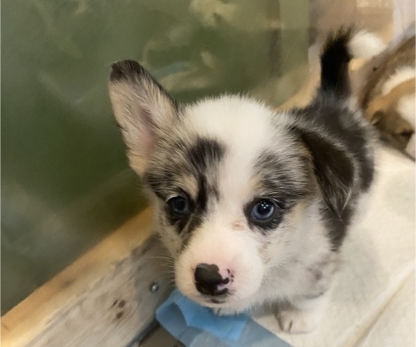 Medium Photo #3 Pembroke Welsh Corgi Puppy For Sale in BRANDON, FL, USA