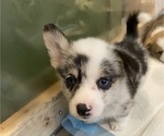 Small #2 Pembroke Welsh Corgi