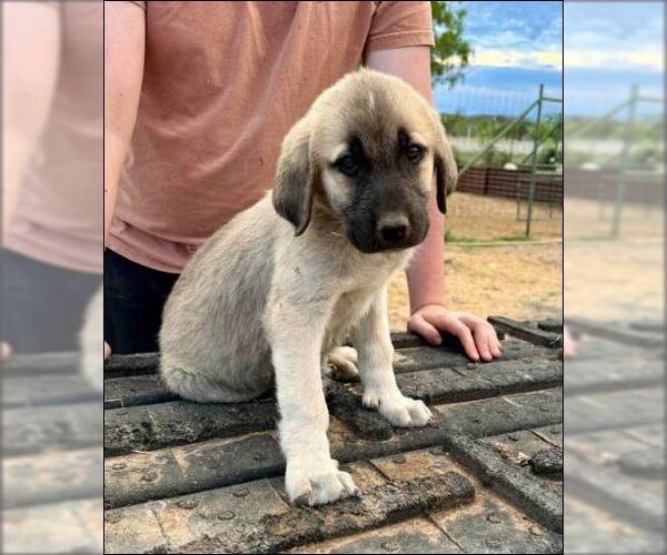 Medium Photo #6 Anatolian Pyrenees Puppy For Sale in Houston, TX, USA