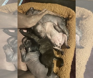 Xoloitzcuintli (Mexican Hairless) Puppy for Sale in BRIDGEVILLE, California USA