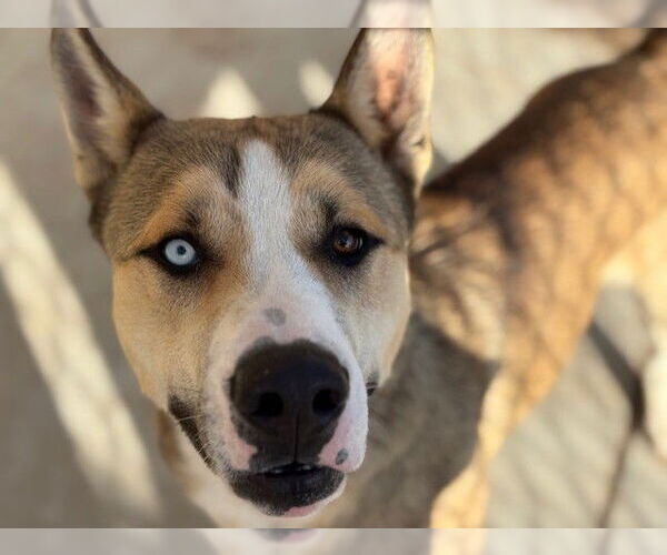 Medium Photo #1 Siberian Husky-Unknown Mix Puppy For Sale in Tulsa, OK, USA