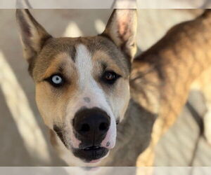 Siberian Husky-Unknown Mix Dogs for adoption in Tulsa, OK, USA