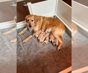 Mother of the Golden Retriever puppies born on 05/01/2024