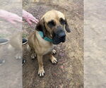 Small #31 Fila Brasileiro-Great Dane Mix