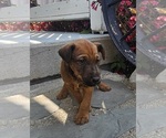 Puppy Truly Irish Terrier