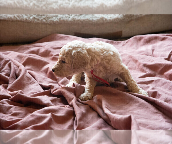 Medium Photo #2 Goldendoodle Puppy For Sale in ASHEVILLE, NC, USA