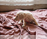 Small Photo #2 Goldendoodle Puppy For Sale in ASHEVILLE, NC, USA