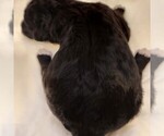 Small #4 F2 Aussiedoodle
