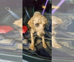 Small #5 Poodle (Miniature)