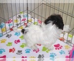 Small #1 Havanese