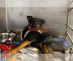 Miniature Pinscher-Unknown Mix Dogs for adoption in San Antonio, TX, USA