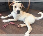 Small American Pit Bull Terrier-American Staffordshire Terrier Mix