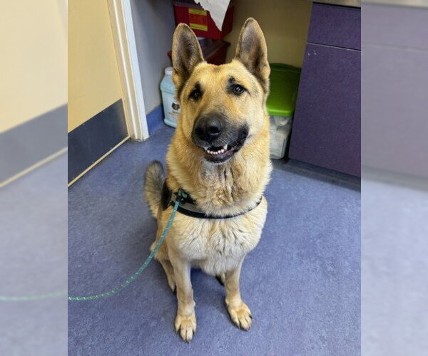 Medium Photo #1 German Shepherd Dog Puppy For Sale in Santa Maria, CA, USA