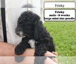 Small Photo #1 Poodle (Miniature) Puppy For Sale in CLARKRANGE, TN, USA