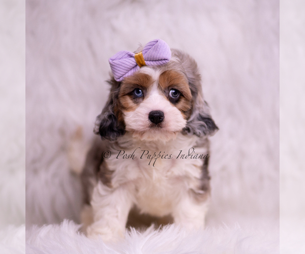 Medium Photo #4 Cavapoo (Miniature) Puppy For Sale in WARSAW, IN, USA