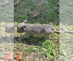 Small Photo #9 French Bulldog Puppy For Sale in MILLVILLE, NJ, USA