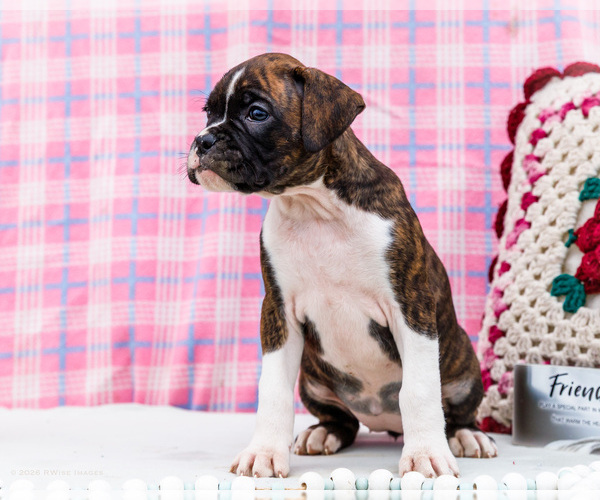 Medium Photo #7 Boxer Puppy For Sale in WAKARUSA, IN, USA