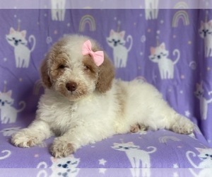 Poodle (Miniature) Puppy for sale in LAKELAND, FL, USA