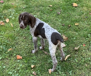 German Shorthaired Pointer Puppy for sale in SHADYSIDE, OH, USA