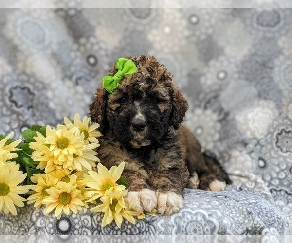 Medium Photo #6 Saint Berdoodle Puppy For Sale in OXFORD, PA, USA