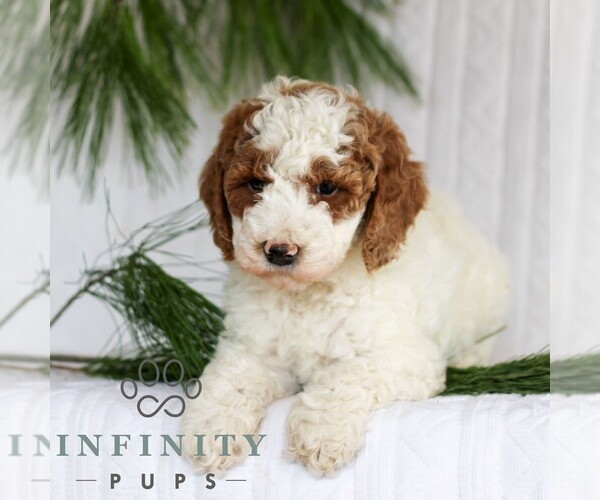 Medium Photo #5 Goldendoodle (Miniature) Puppy For Sale in LITITZ, PA, USA