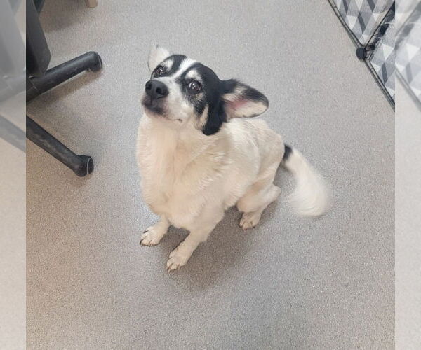 Medium Photo #2 Papillon-Unknown Mix Puppy For Sale in La Porte, IN, USA