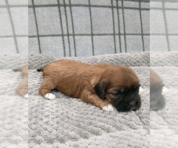 Medium Photo #6 Puggle-Shih Tzu Mix Puppy For Sale in NEW YORK MILLS, MN, USA