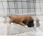 Small Photo #6 Puggle-Shih Tzu Mix Puppy For Sale in NEW YORK MILLS, MN, USA