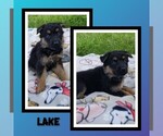Puppy Lake German Shepherd Dog