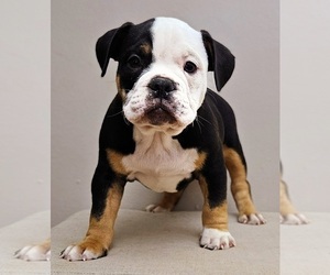 Medium American Bully